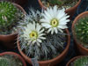 Acanthocalycium klimpelianum