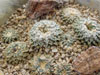 Ariocarpus kotschoubeyanus