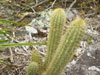 Arthrocereus melanurus