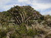 Arthrocereus melanurus