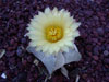 Astrophytum myriostigma