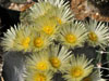 Astrophytum myriostigma