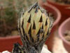 Astrophytum myriostigma