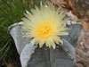 Astrophytum myriostigma