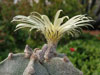 Astrophytum myriostigma