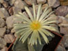 Astrophytum myriostigma