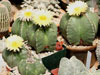 Astrophytum myriostigma