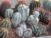 Astrophytum myriostigma