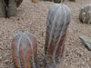 Astrophytum myriostigma