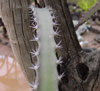 Acanthocereus occidentalis