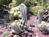 Astrophytum ornatum