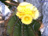 Astrophytum ornatum