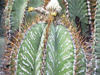 Astrophytum ornatum