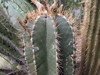 Astrophytum ornatum