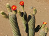 Austrocylindropuntia pachypus