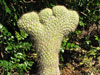 Austrocylindropuntia pachypus