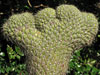 Austrocylindropuntia pachypus