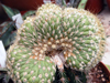 Austrocylindropuntia pachypus