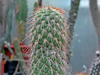 Austrocylindropuntia pachypus