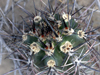 Austrocactus patagonicus