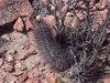 Austrocactus patagonicus