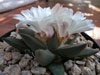 Ariocarpus retusus