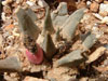 Ariocarpus retusus