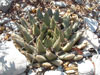 Ariocarpus retusus