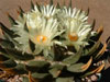 Ariocarpus retusus