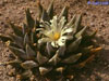 Ariocarpus retusus