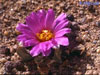 Ariocarpus scaphirostris