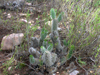 Austrocylindropuntia shaferi