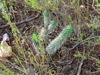 Austrocylindropuntia shaferi