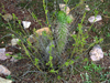 Austrocylindropuntia shaferi