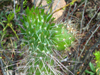 Austrocylindropuntia shaferi