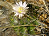 Acanthocalycium spiniflorum