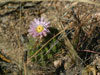 Acanthocalycium spiniflorum