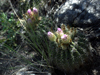 Acanthocalycium spiniflorum