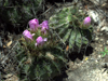 Acanthocalycium spiniflorum