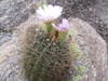 Acanthocalycium spiniflorum