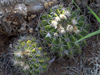 Acanthocalycium spiniflorum