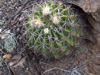 Acanthocalycium spiniflorum