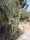 Austrocylindropuntia subulata