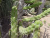 Austrocylindropuntia subulata