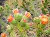 Austrocylindropuntia subulata