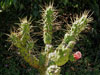 Austrocylindropuntia subulata