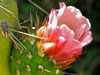 Austrocylindropuntia subulata