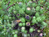 Austrocylindropuntia verschaffeltii