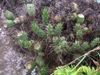 Austrocylindropuntia verschaffeltii