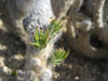 Austrocylindropuntia vestita